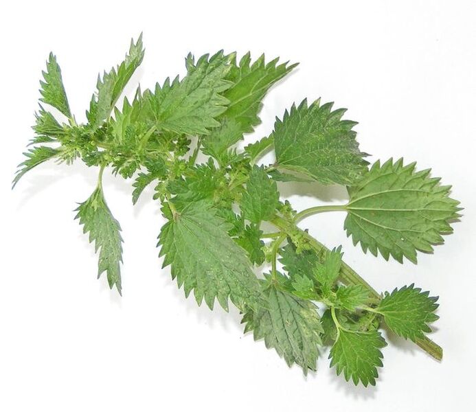 Nettle - composition of Uromexil