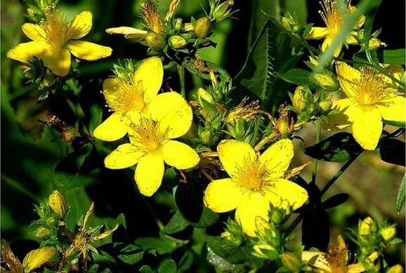 St. John's wort - a medicinal plant that helps to cope with prostatitis
