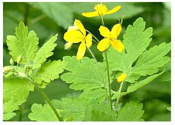 Celandine is a folk remedy that relieves inflammation of the prostate. 