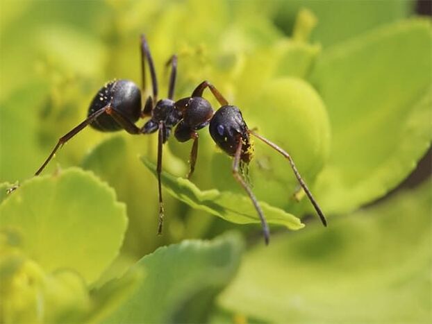 ants against prostatitis