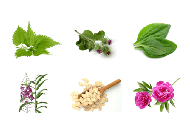 Prostatitic plants